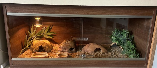 Preview of the first image of Female leopard gecko pet only full setup.
