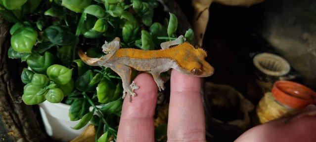 Image 6 of Crested geckos for sale, a variety of ages and colours