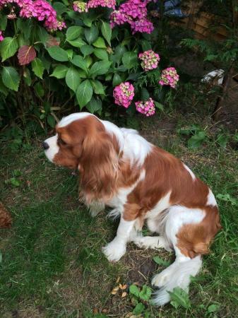 Image 4 of Extensively Health Tested Cavalier King Charles Spaniel Stud