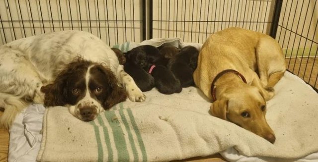 8wk old Springador puppies 1 female 4 males For Sale in Watford, Herts ...