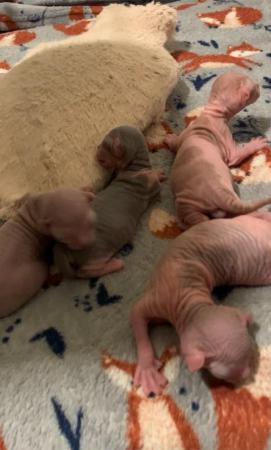 Image 2 of Sale wonderful males and female Sphynx