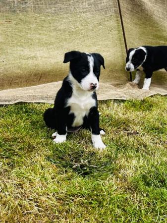 Image 23 of READY NOW One border collie girl puppy !!! One boy puppy !!!