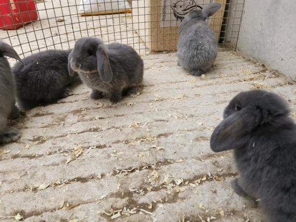 Image 3 of Baby mini lop rabbits 2 for £100