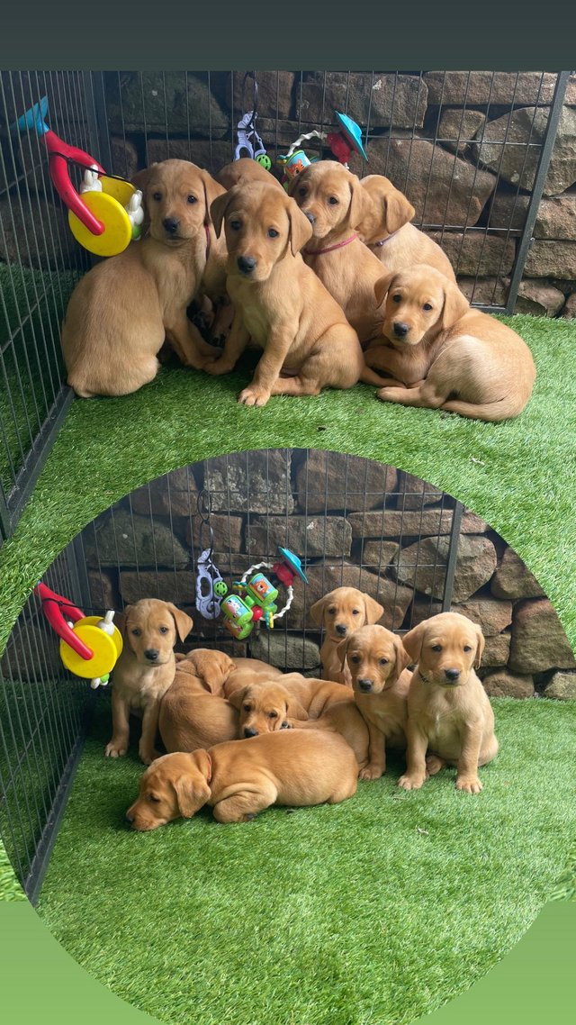 Preview of the first image of Kc health tested Labrador puppies.