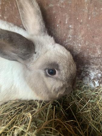Image 5 of One year old boy rabbit
