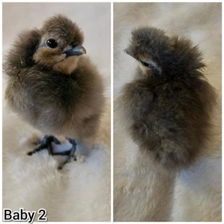 Image 3 of **BRAND NEW** Silkie and Showgirl chicken chick's *RARE*