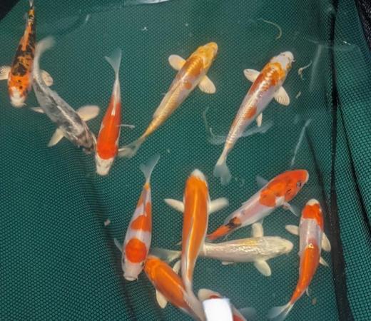 Image 3 of Pond fish, Koi, Goldfish, Sturgeon