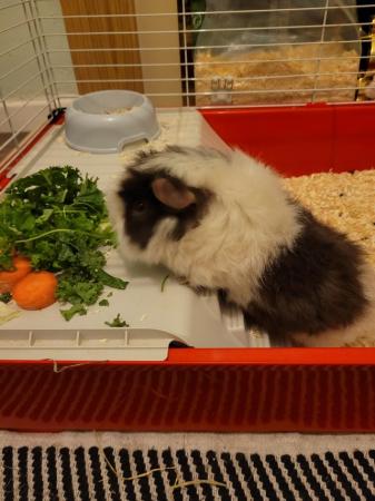 Image 4 of Full guinea pig set up including female pig outdoor cage and
