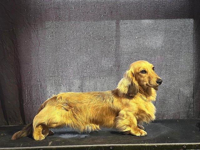 Preview of the first image of Stunning Miniature long Haired Dachshund FOR STUD.