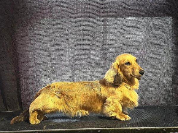 Image 1 of Stunning Miniature long Haired Dachshund FOR STUD