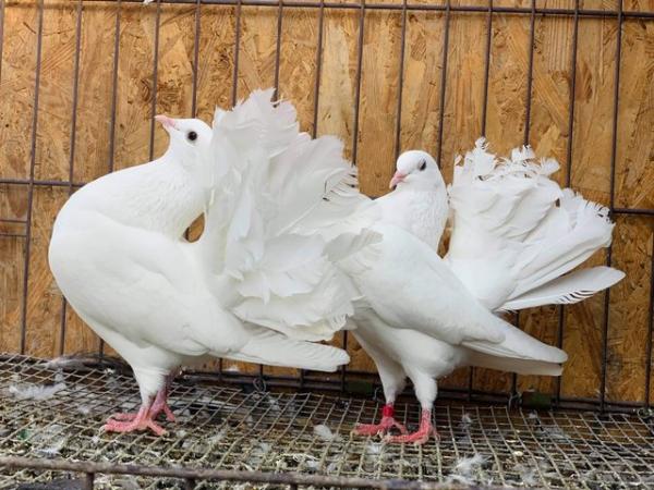 Image 5 of PURE WHITE GARDEN FANTAIL DOVES FOR SALE