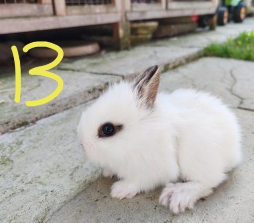 Image 9 of Netherland dwarf x bunnies