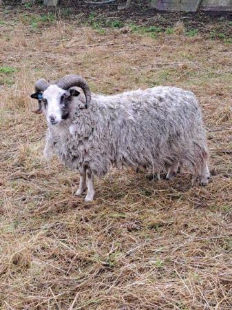Image 5 of 4 Pure Bred Shetland Rams for sale