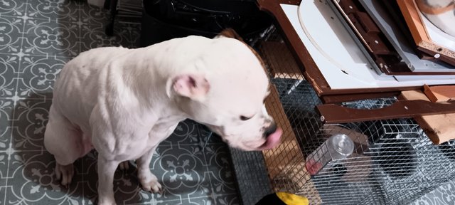Image 4 of Dolly is american bulldog