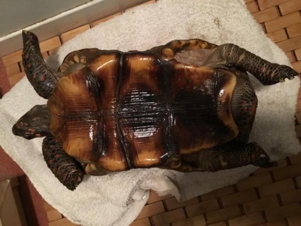 Image 5 of 2 male redfoot tortoises for sale