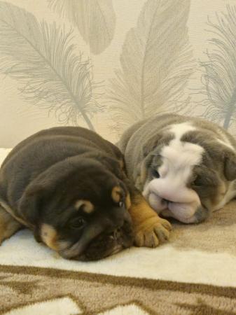 Image 8 of English Bulldog Puppies, Blue & Tan, Blue & White For Sale