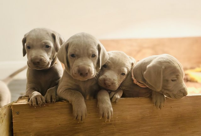 Image 1 of Beautiful Weimaraner Puppies
