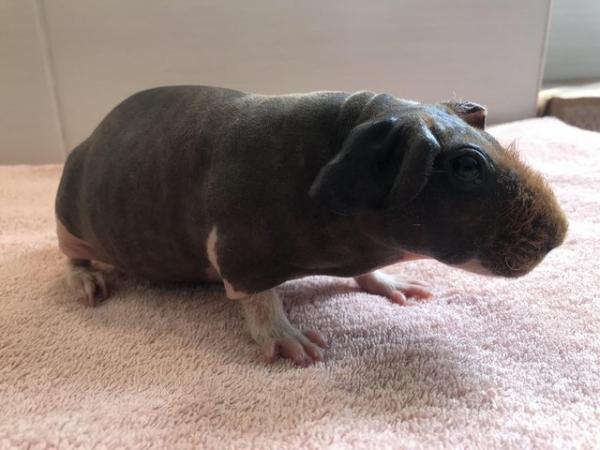 Image 3 of Skinny Pig Sow from Imported Lines