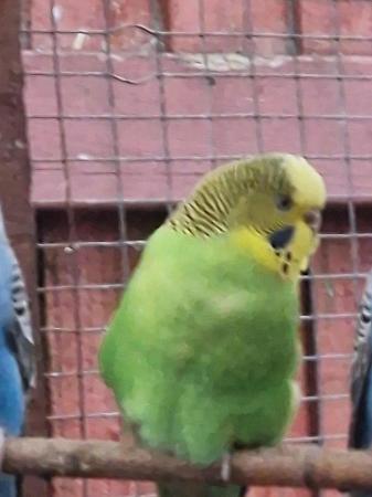 Image 7 of Blue and green budgies for sale