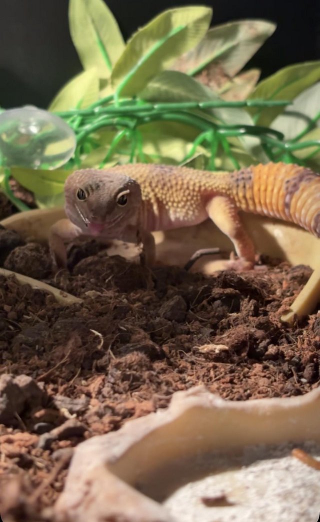 1yr old lepord gecko £60 — Pets & Animals in Rayleigh