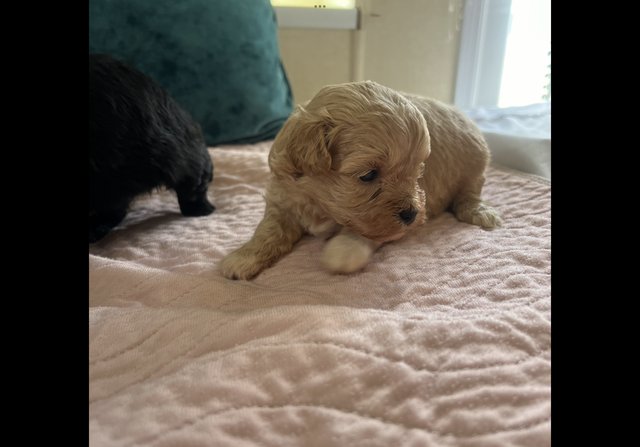 Preview of the first image of Malti x poo mixed litter.