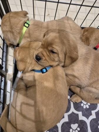 Image 1 of KC Registered Labrador puppies