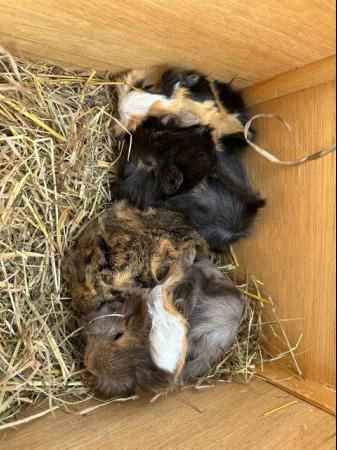 Image 8 of Now Reserved. very handsome funky male baby guinea pigs