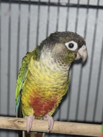 Image 3 of DNA proved Female Green cheek conure for sale