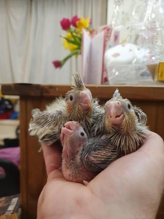 Image 5 of Tame cinnamon cockatiel chicks