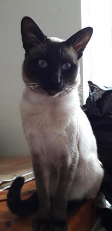 Image 1 of We have Male and FemalePure Breed, Siamese