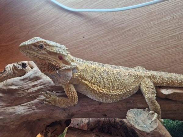 Image 1 of 2 x bearded dragons / male & female / brother & sister