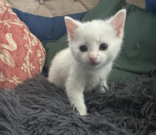 Image 8 of White Kittens available