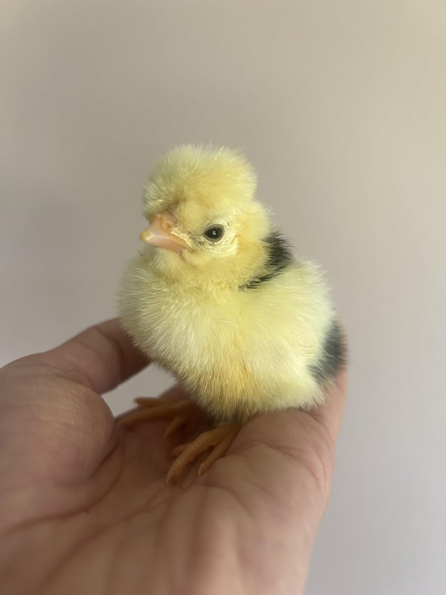 3 Pure Polish Chicks for sale unknown gender as so young — photo 2 of 3