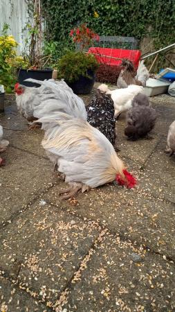 Image 2 of Two year old Bantam cockerel free to kind home