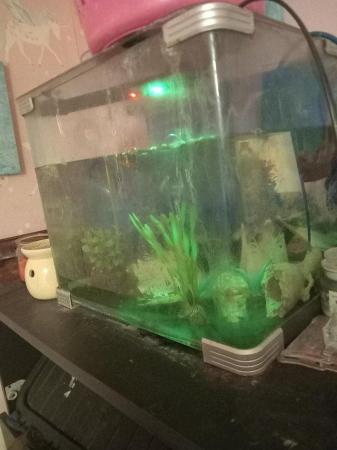 Image 2 of Fish tank with accessories for sale