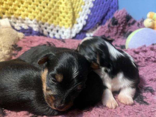 Image 10 of Chorkie pups , These pups are only going to be tiny