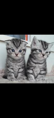 Image 4 of Silver classic British shorthair kittens READY NOW