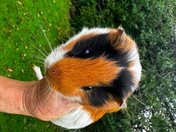 Image 3 of Guineapiggies-well handled selection of little lovelies