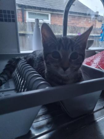 Image 1 of 1 Year old Cat needs Rehoming