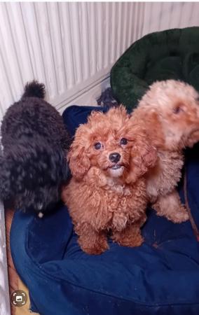 Image 7 of Beautiful, Top Quality Toy Poodles:
