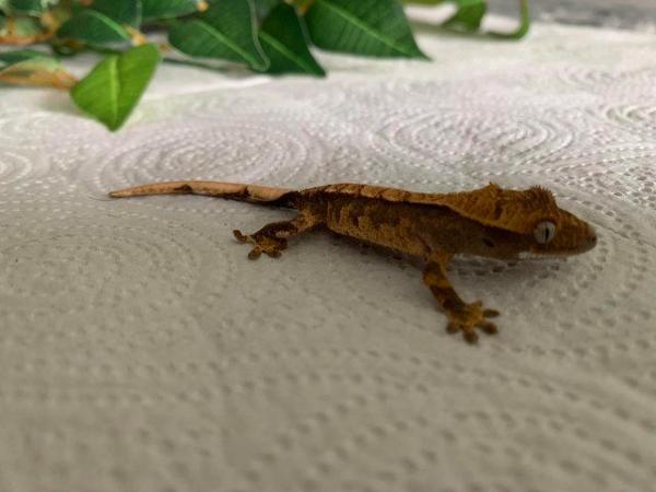 Image 5 of Crested Gecko Hatchlings CB23 ready now