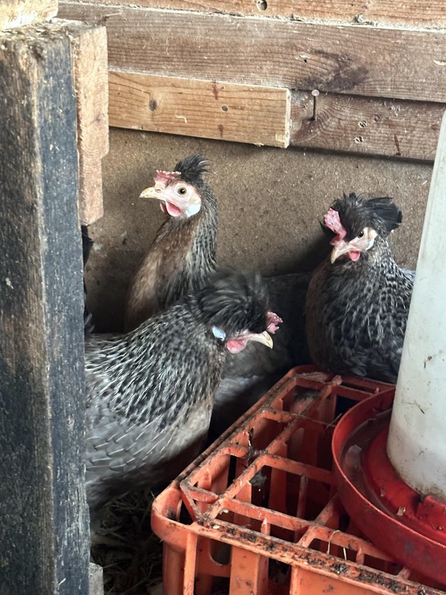 Preview of the first image of cream leg bar hens  ready for season.