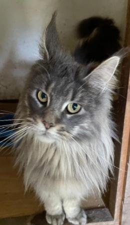 Image 5 of Maine Coon 2 year old female blue tabby
