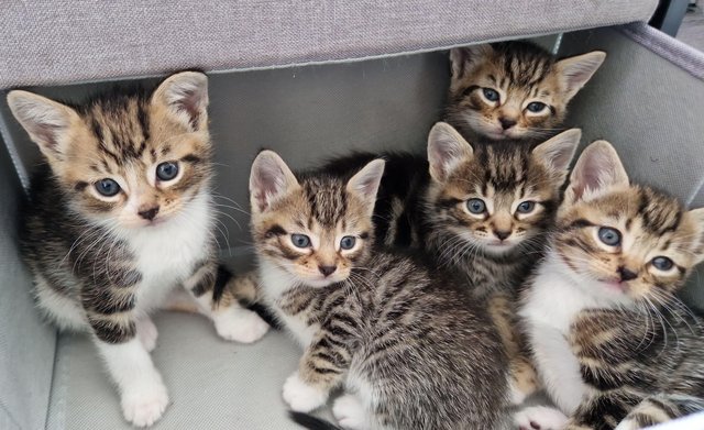 Image 1 of 3 beautiful tabby kittens for sale