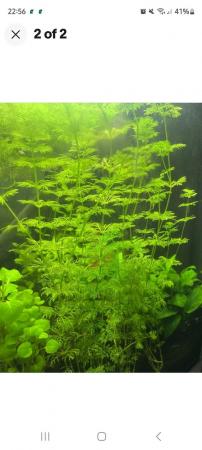 Image 2 of Guppy fish and live plants for sale