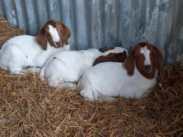 Image 2 of 2 Male Boer goat kids for sale .