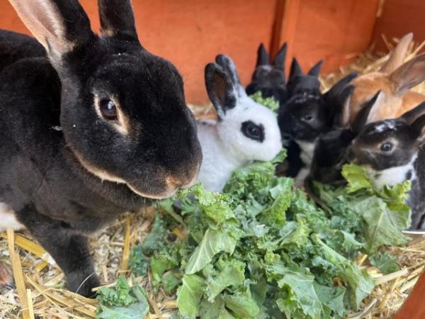 Image 3 of Mini Rex baby rabbits ready now!