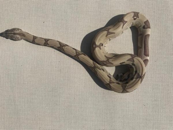 Image 2 of Baby boas for sale het kahl /anery
