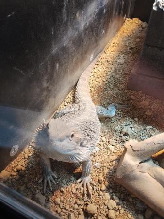 Image 4 of 1 Year old Bearded Dragon and complete setup