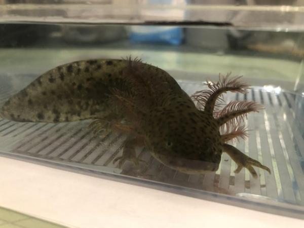 Image 3 of Axolotls looking for their forever home